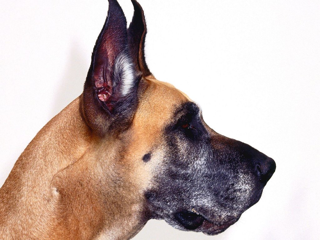 Great Dane Mug Shot